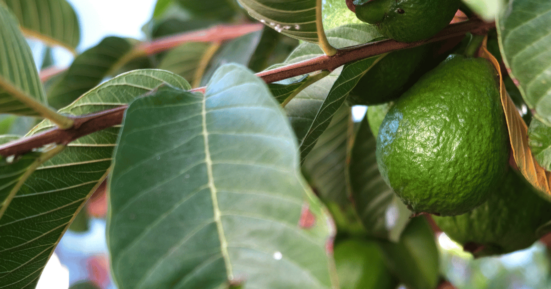 The best Guava Leaf Extract Supplement for Digestion and Metabolic Health Benefits. 