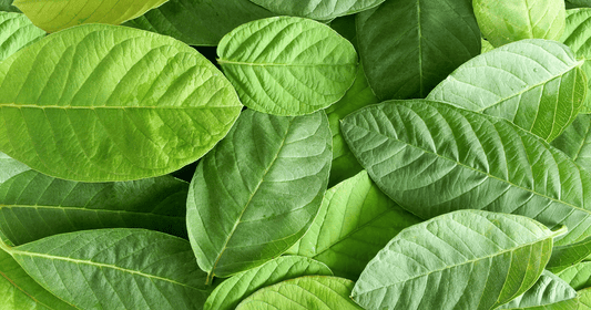 Guava leaf extract is an increasingly popular herbal ingredient used to support digestion, metabolic health, and overall wellness.