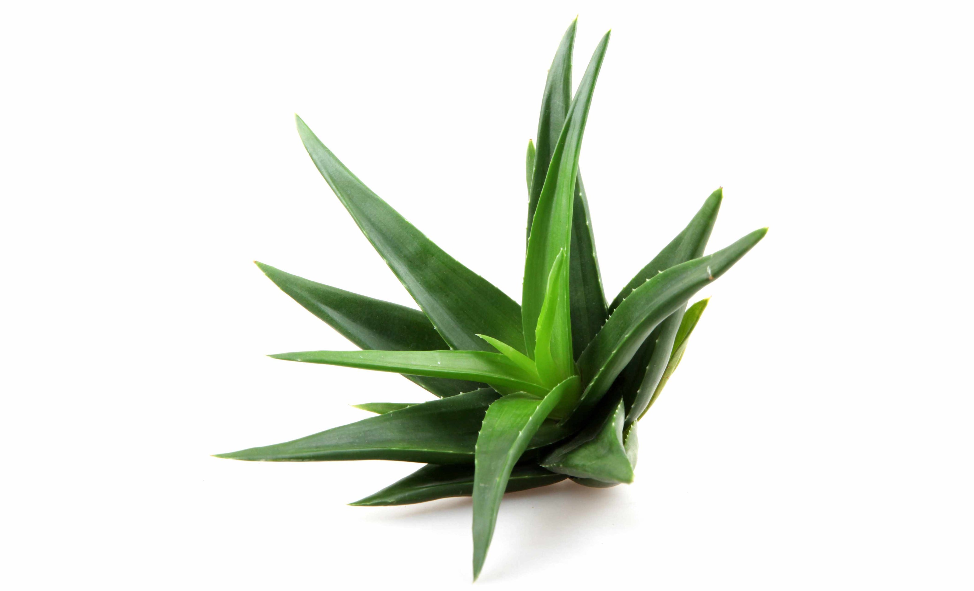 Aloe vera extract supporting digestive health, gut balance, and natural nutrient absorption