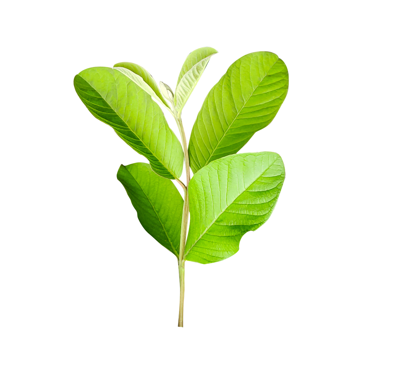 Guava leaf extract supplement supporting metabolic health and plant-based nutrient balance