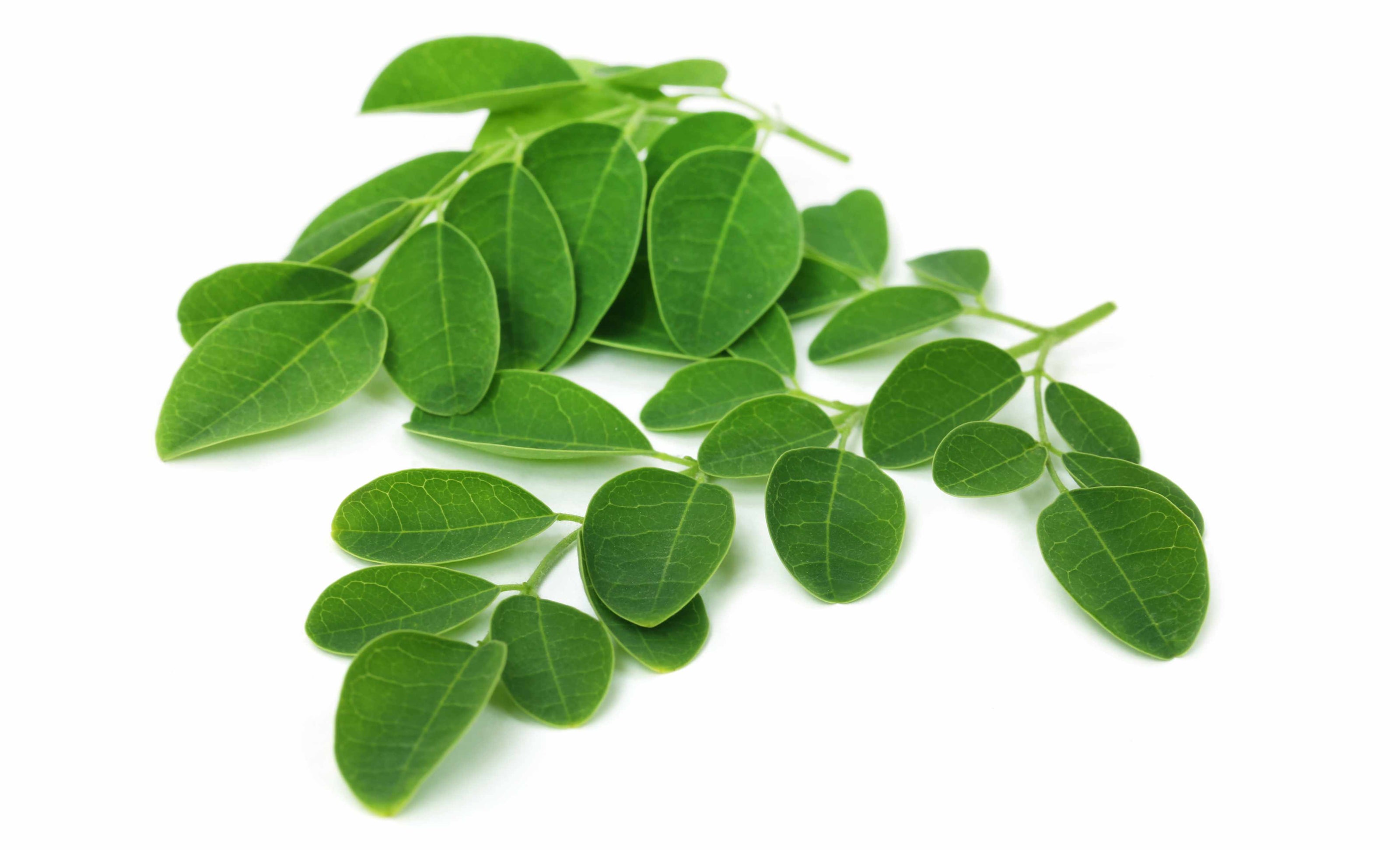Moringa leaf extract rich in plant-based nutrients, vitamins, and antioxidants for daily nutrition support