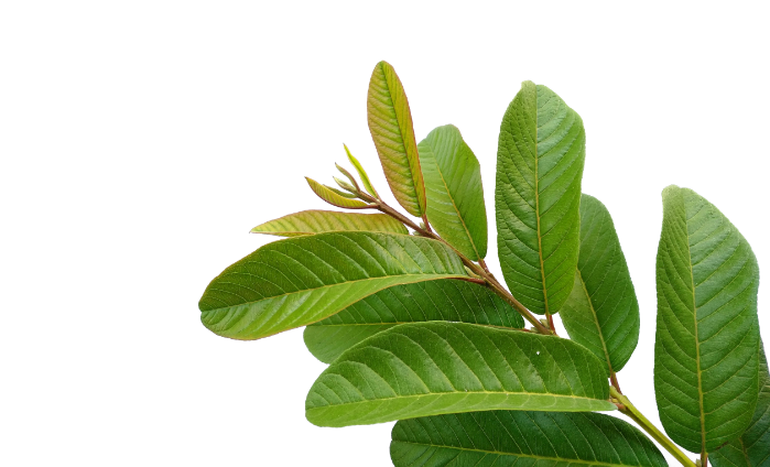 Organic Plant based essential nutrients supplement centered around guava leaf extract and other herbal ingredients for daily use. 