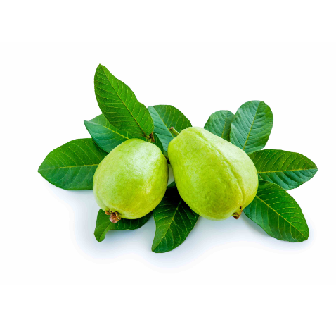 Benefits of Guava leaf extract - supports digestion, metabolic balance, and antioxidant protection through plant compounds like polyphenols and flavonoids, making it a valuable addition to a daily wellness routine.